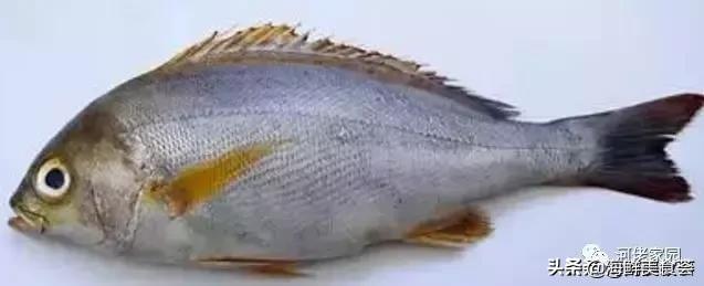 本港海鲜和外港区别 2026年本港海鲜和外港区别大吗