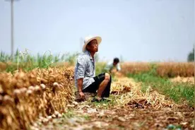 最近村里好多收大蒜的，是不是很赚钱？图片