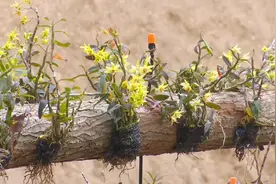 【产业招商落地攻坚年】怀集：做大做强南药种植产业 打响中药材种植品牌图片