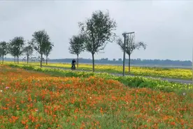 国庆节滹沱河二期工程对外开放，从城区到深泽，一路向东图片