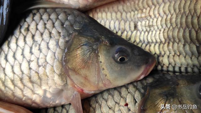 这些生活中常见的食品添加剂，却也是钓鱼中最为有效的饵料辅助品