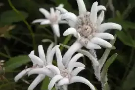 粜籴两个字甚古，古人用得很多，现在基本上弃用，但粤语还经常讲图片