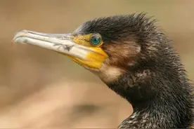 鸬鹚的脖颈为什么要用绳子系住？穿石脚板岩鸬鹚庙图片
