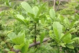 农村不值钱的树，却被文玩圈称为“黄金木”，价值堪比黄花梨图片