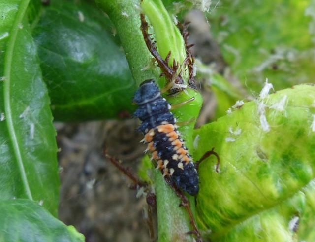 蚜虫天敌:瓢虫幼虫能以一敌百,但也有"善恶"之分,你见过吗?