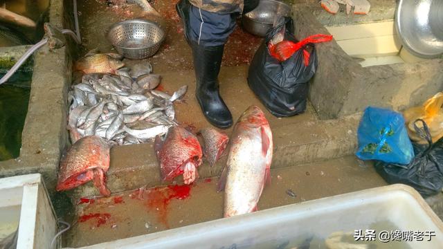 哪种鱼的鱼鳔是最好的 哪种鱼的鱼鳔是最好的鱼