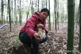 日本人喜食松茸“以形补形”，你可知道松茸是如何而来吗？图片