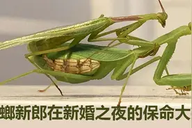 生死相较的两性冲突，雄螳螂进化出了洞房保命大招图片