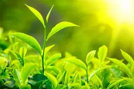 农村俗语“四大紧，四大松，四大嫩，四大蔫”啥意思？有何深意？图片