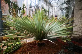 树上还能“长面包”？郑州植物园首次引进非洲猴面包树等12种珍稀植物图片