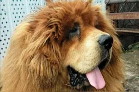 藏獒是大型护卫犬，如何养獒并与形象威严高雅的藏獒，友好相处图片