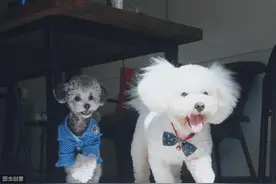 从狗狗的走路姿势，看出其心情好坏，你家狗是不是也这样？图片