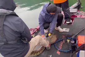 钓鱼遭遇3米长大蟒蛇？重庆几名钓鱼人火了，网友热议图片