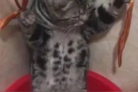 猫咪不愿意洗澡，被主人五花大绑，看到它的表情后，网友笑惨了图片