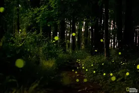 新冠疫情下的科学探索：神秘的同步萤火虫图片