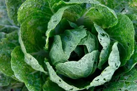 甲维盐使用一定要注意方法，如果使用错误，小心一点效果都没有图片