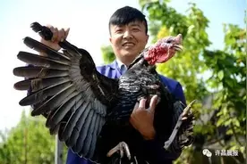 许昌小伙儿养的这种鸡，一只就能卖五六百图片