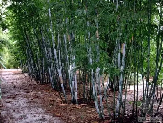 竹子有26种，详解，配图