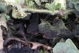 西瓜“煤污病”一旦发生，追悔莫及！想知道防治方法看这里图片