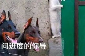 那些让我半夜偷偷收藏的沙雕表情包，竟是出自AI之手图片