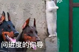 那些让我半夜偷偷收藏的沙雕表情包，竟是出自AI之手图片