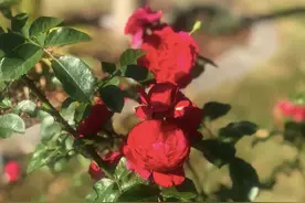 我在温哥华的老外邻居们图片