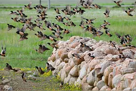 20万只粉红椋鸟到达新疆，灭蝗大战开始，上亿只蝗虫如何被消灭？图片