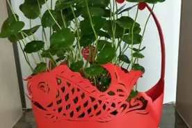 用洗衣液瓶做花盆，变废为宝，啥花都能栽，太漂亮了图片