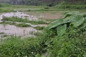 暴雨后，广西一菜地成“鱼塘”，老乡：空心菜下都是鱼图片