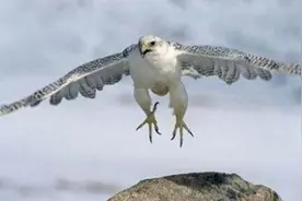 万鹰之神海东青，十万只才出一只的极品，抓到一只可赦免一切死罪图片