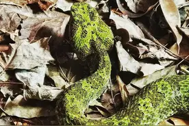 广东也有莽山烙铁头，盘点广东常见的数种毒蛇，你了解多少？图片