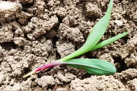 鸟害威胁农田，不能捕捉不能投放诱饵，农民如何才能打赢驱鸟战图片