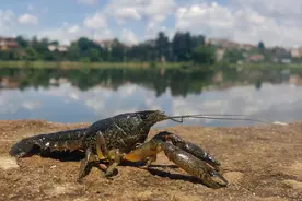 变异小龙虾，不停克隆自己，从诞生到成四大洲灾难只用了20几年图片