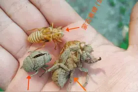 常见蝉类大观图片