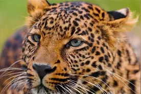 年仅19岁，空手打死金钱豹的“女武松”陈传香，后来过得怎样？图片