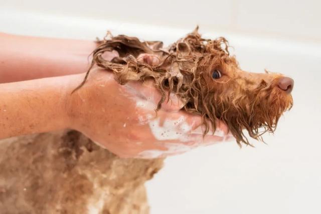 狮王宠物沐浴露去鸡皮肤