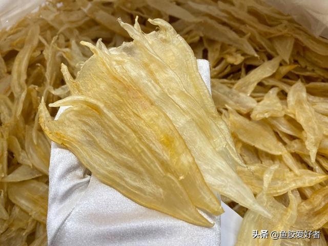 北海双背鱼胶的功效 2026年双背鱼胶是北海鱼胶吗