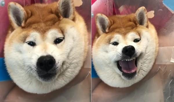 柴犬窝在主人的肩膀上,笑出一个标准u型微笑,你被它治愈了吗(柴犬