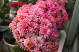 人养花，花养人，5种花适合老人养，健康长寿又养心图片