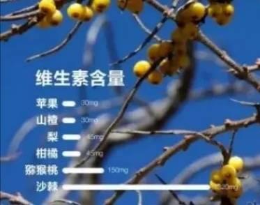 每100克沙棘，维生素C含量高达1100毫克！维生素C你了解多少？