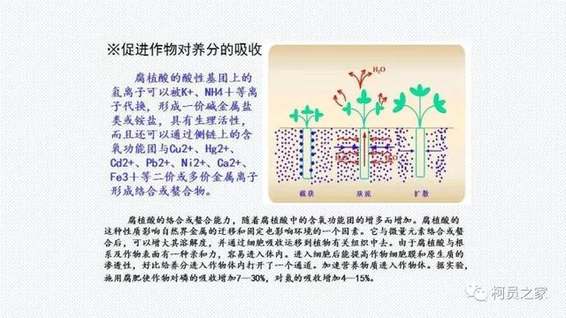 氨基酸、腐殖酸、黄腐酸都是什么东东？有啥用？