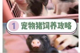 宠物猪饲养攻略图片