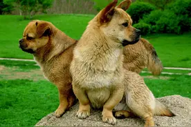 老祖宗：具备这几个特征的狗，真的很“旺家”图片