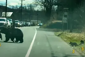 崩溃：带4个熊孩子过马路，黑熊妈妈火爆全网图片