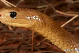 毒王家族的耻辱？包揽世界毒性前五的家族，会出现一个弱鸡？图片