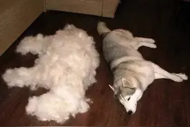 猫狗一直掉毛，凶手竟是我自己？图片