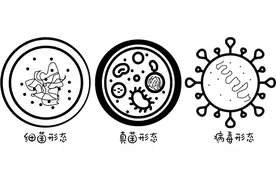 ​知力征文 | 微生物的自述图片