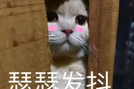 “一站到很高的地方就双腿发软”| 恐高也许是因为你的基因太优秀图片