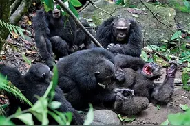 首次发现黑猩猩杀害大猩猩并吃掉图片