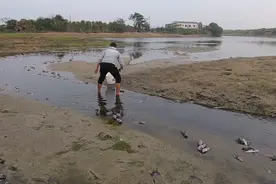 鱼灾？海南一河湾出现数万条石斑鱼，大部分死亡，存活的互相吞食图片